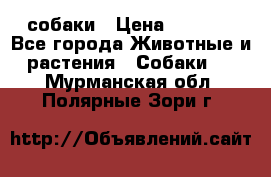 собаки › Цена ­ 2 500 - Все города Животные и растения » Собаки   . Мурманская обл.,Полярные Зори г.